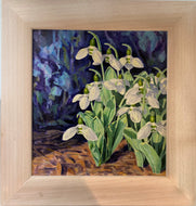 Alastair Macqueen 'Giant Snowdrops'