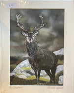 Michelle Hewitt 'Chieftain'