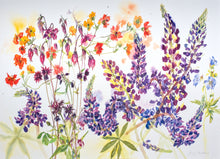 Jenny Matthews, 'Lupins'