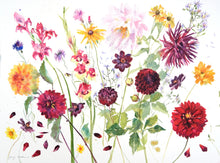 Jenny Matthews, 'Dahlias'