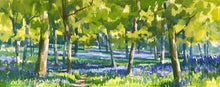 Penelope Anstice, 'Bluebells in May'