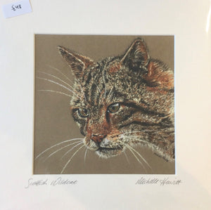 Michelle Hewitt 'Scottish Wildcat'